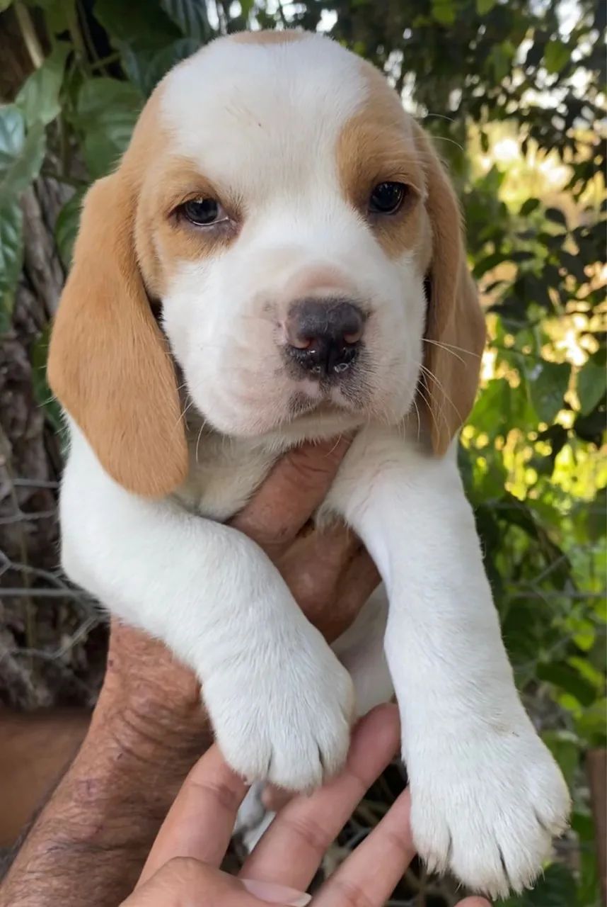 Beagles filhotes  - Foto 2