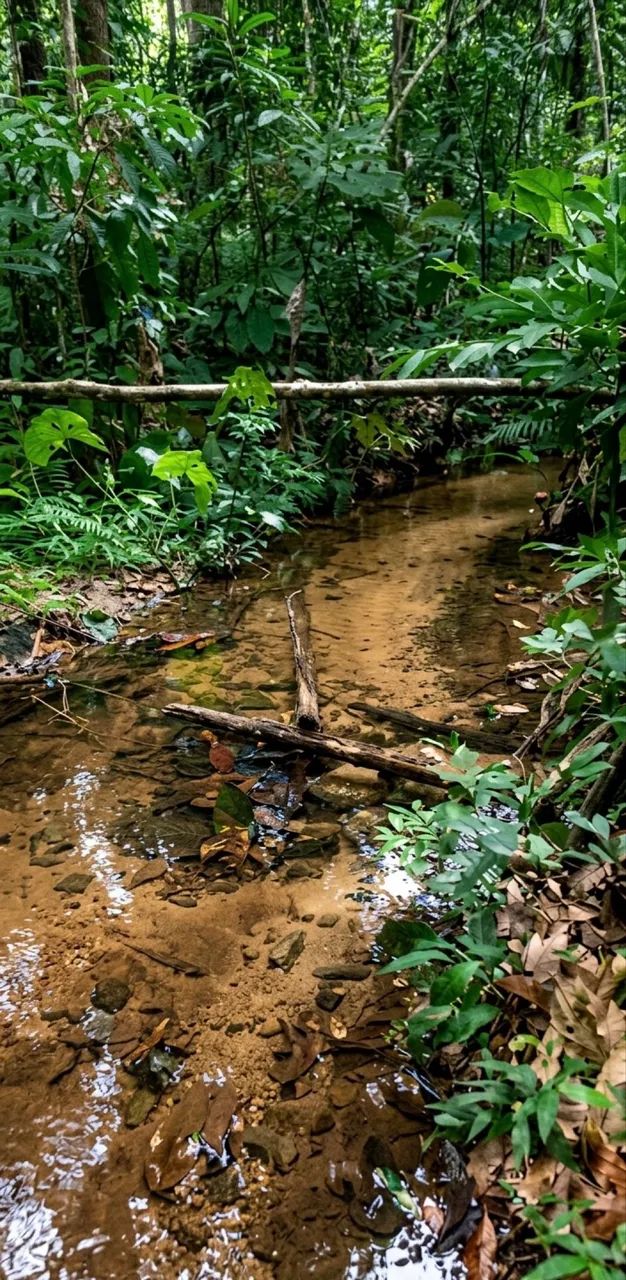 Foto - Manaus - Chapada