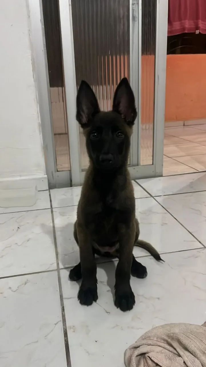 Filhote Malinois 3 meses 