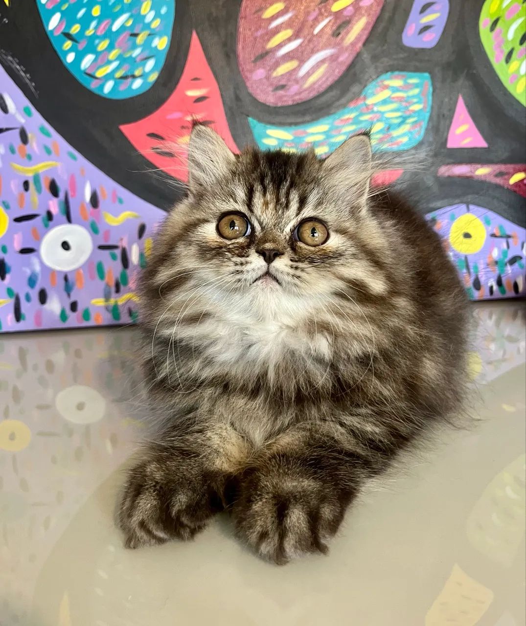 Gatinha Persa - Foto 5