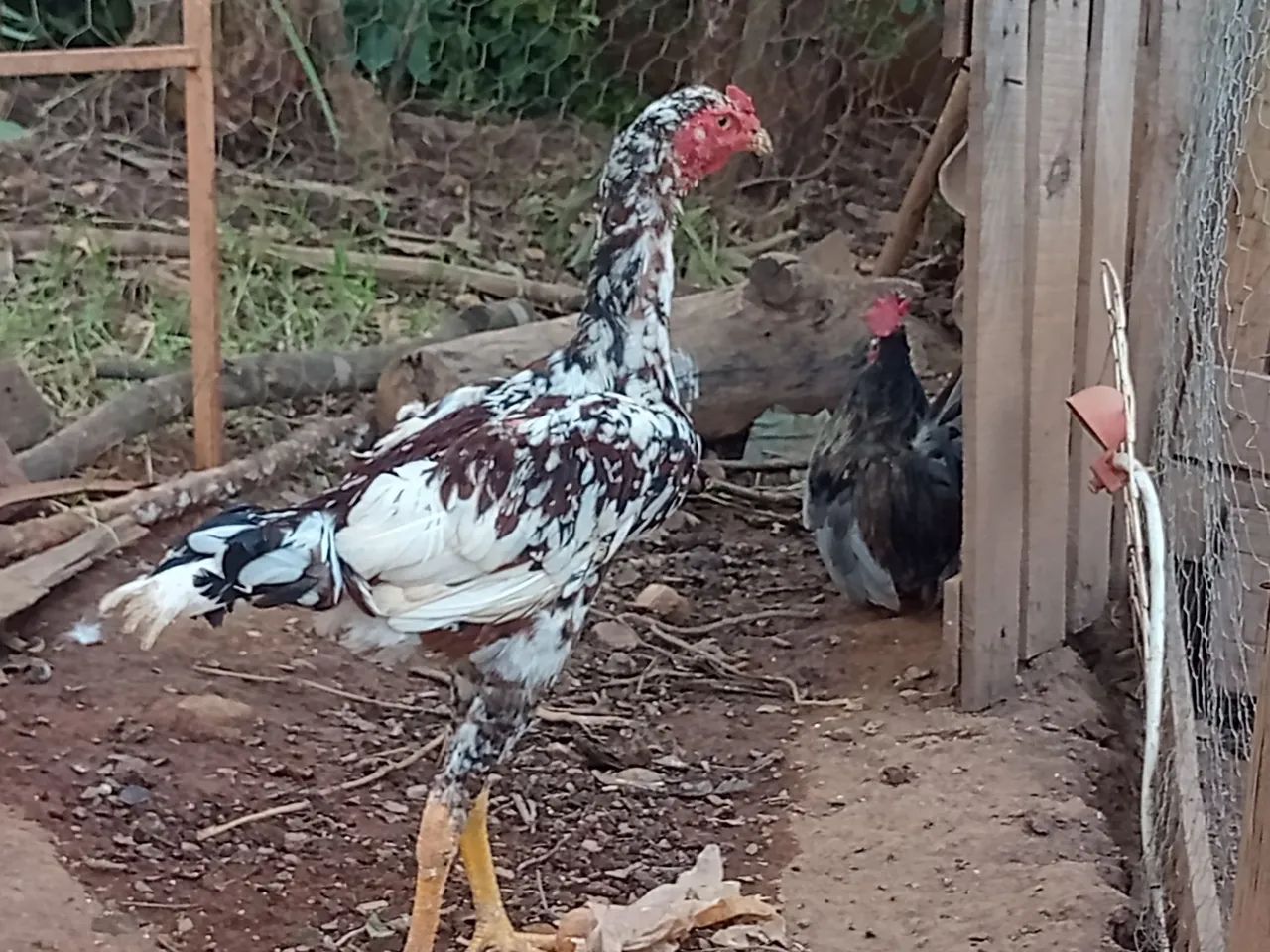Frango indo mil flores  - Foto 3