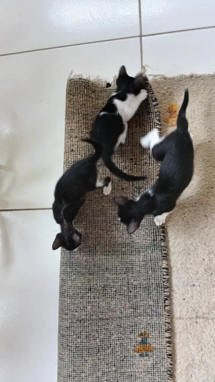 Gatinhos para doação  - Foto 6