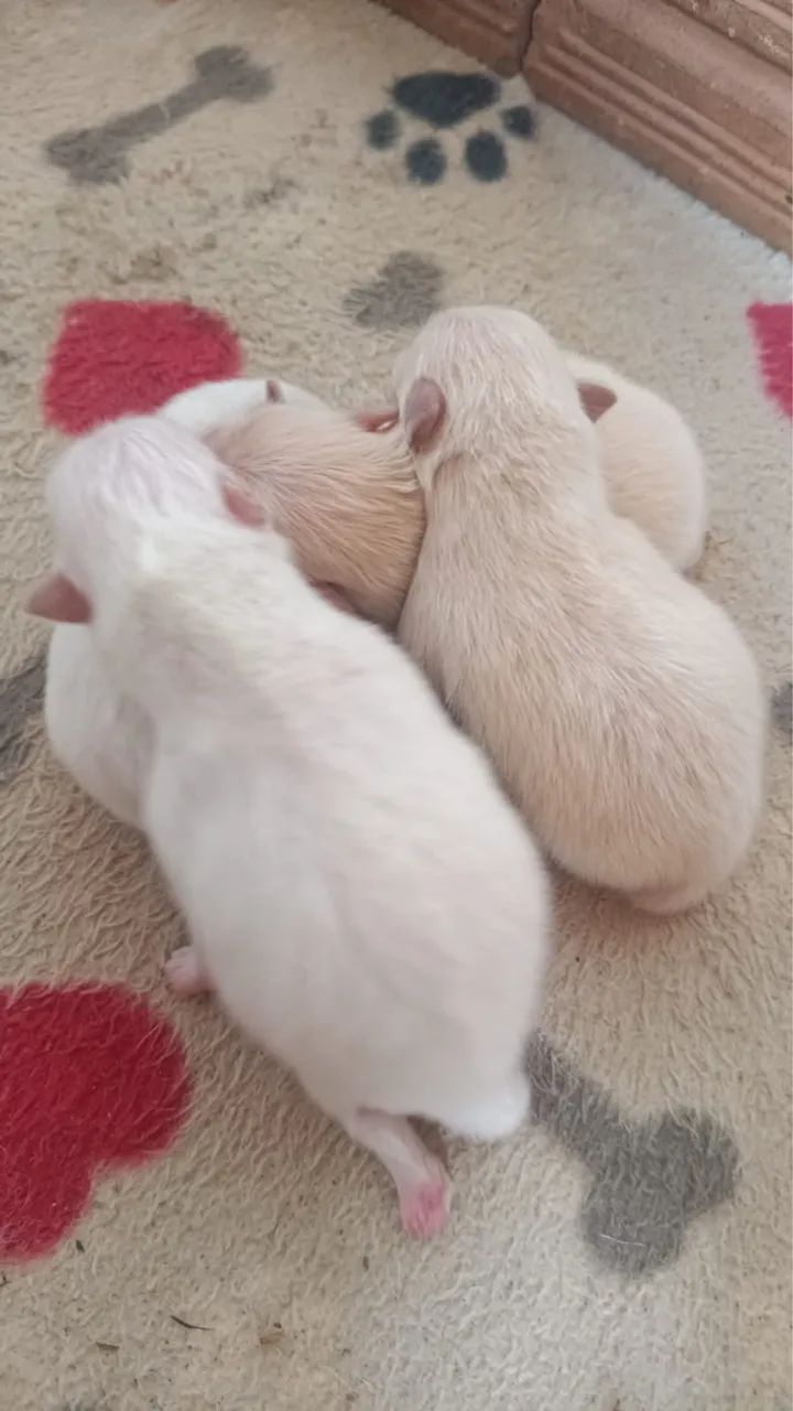 Spitz Alemão Anão | Lulu da Pomerania  - Foto 3