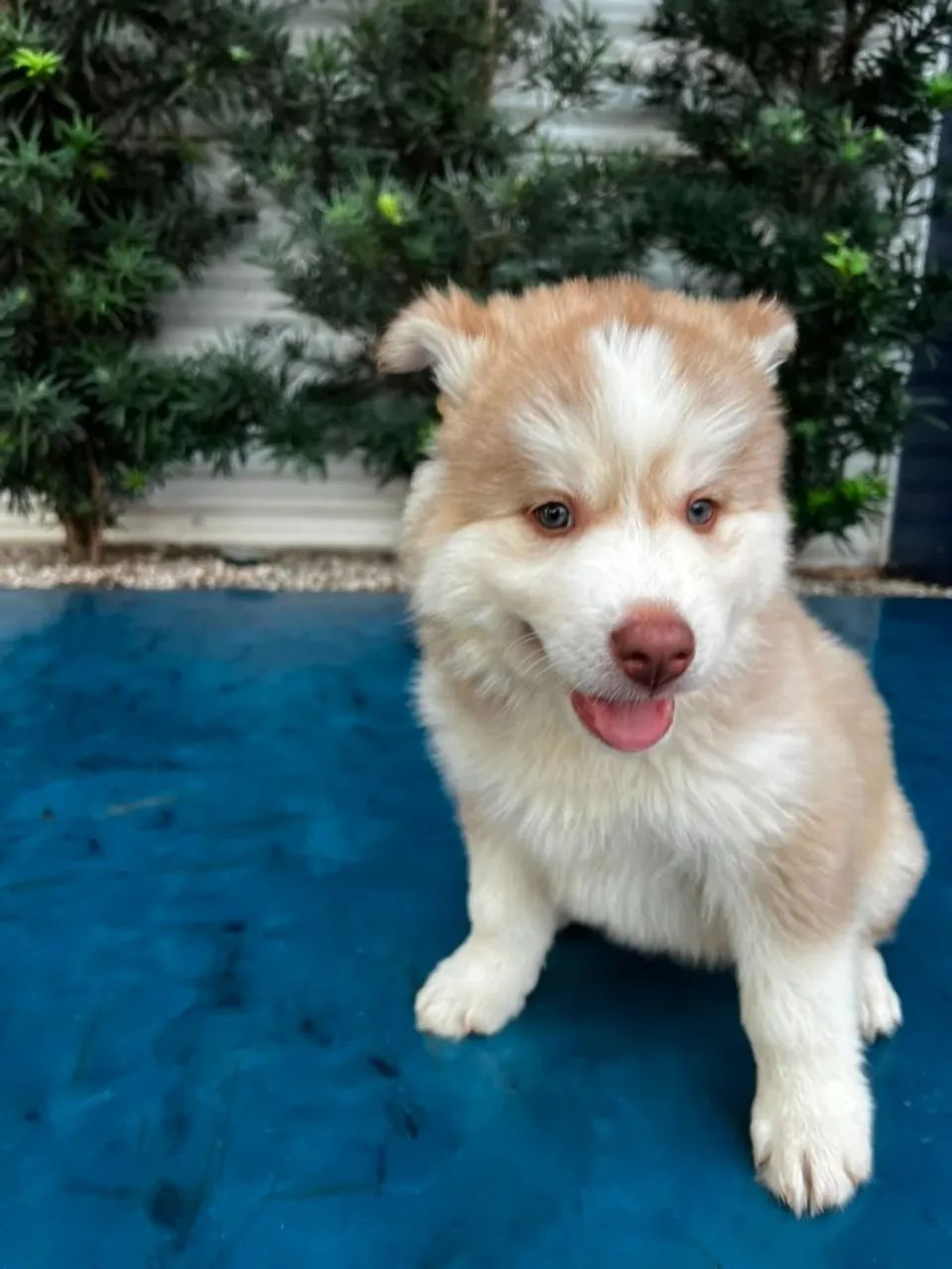 HUSKY SIBERIANO MACHO - Foto 2