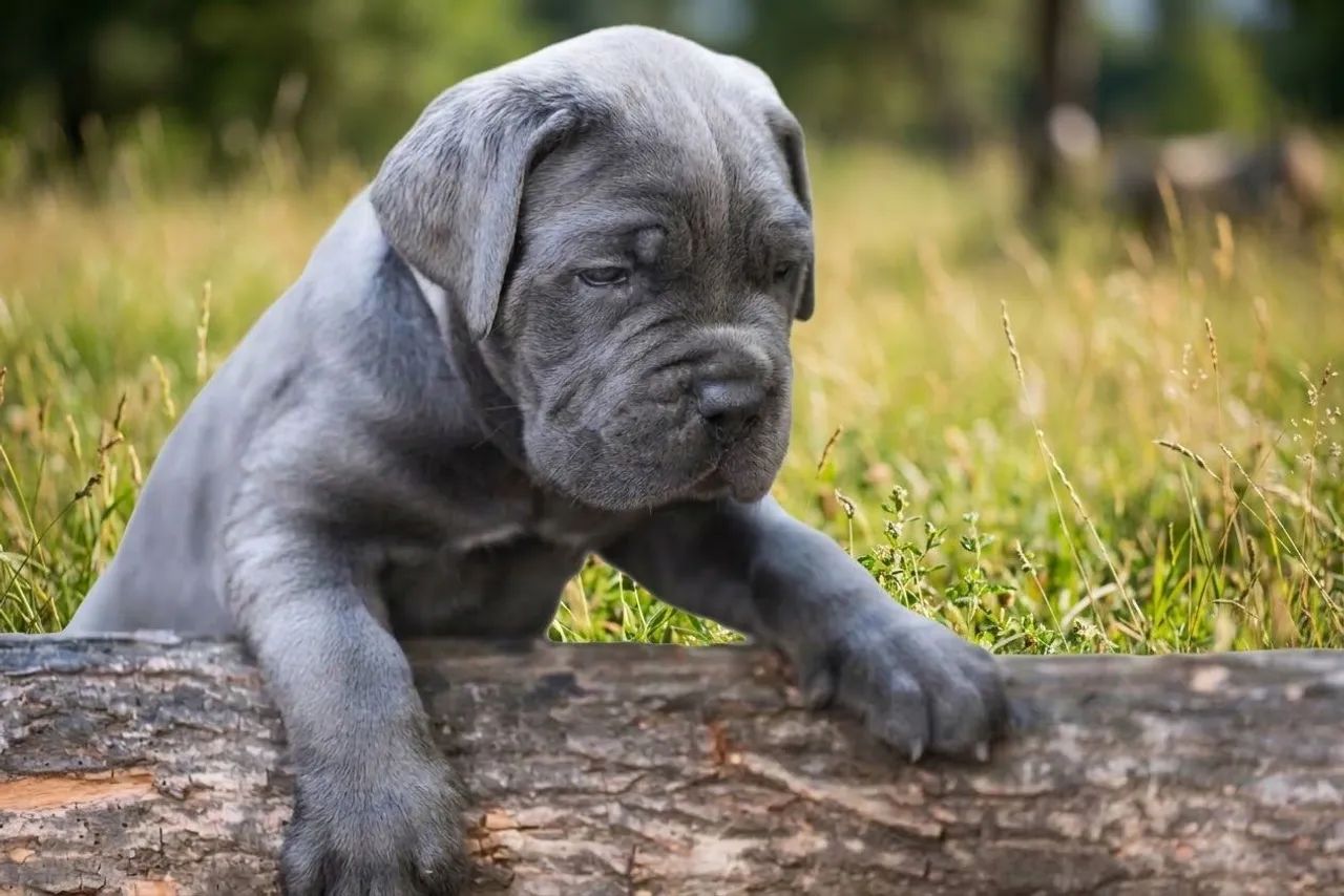Filhotes de Cane Corso Italiano  - Foto 3