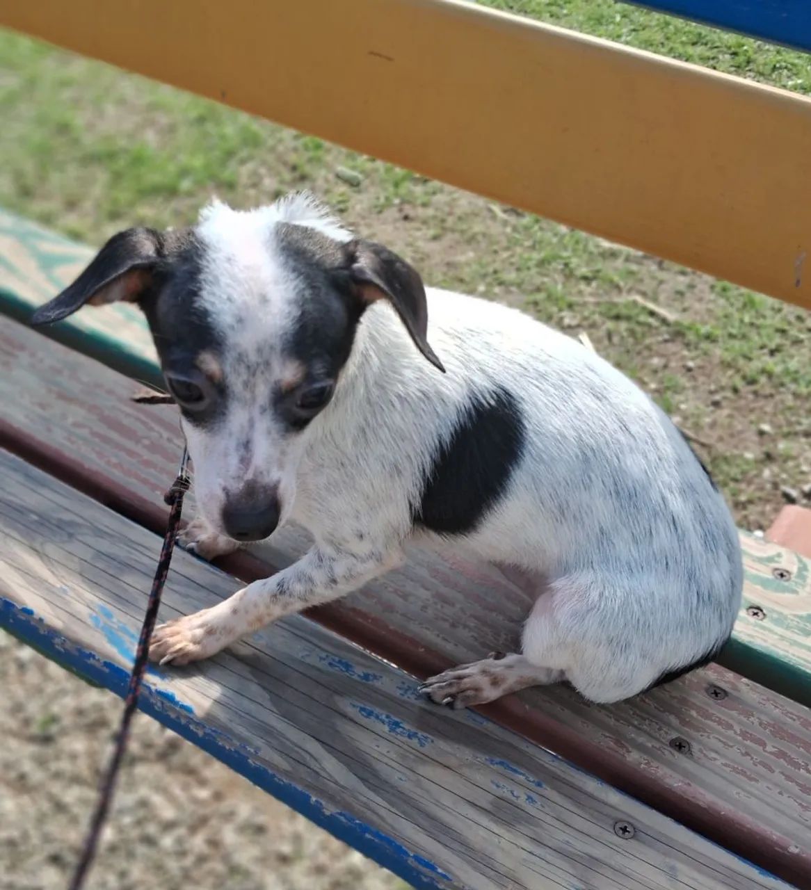 Animal de estimaçao 