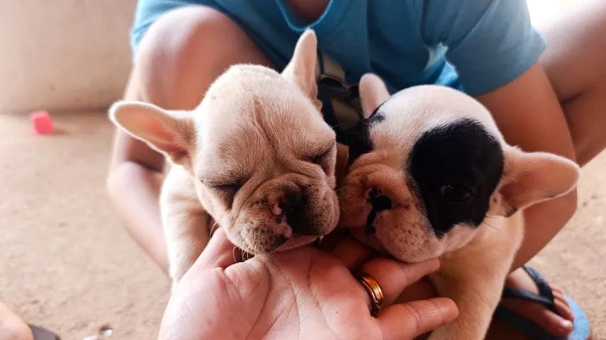 Cachorro - Foto 2