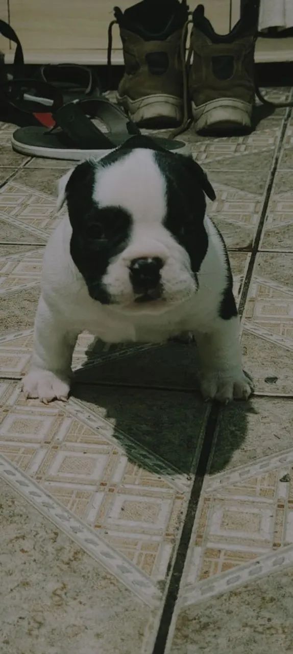 Filhote de American Bully 