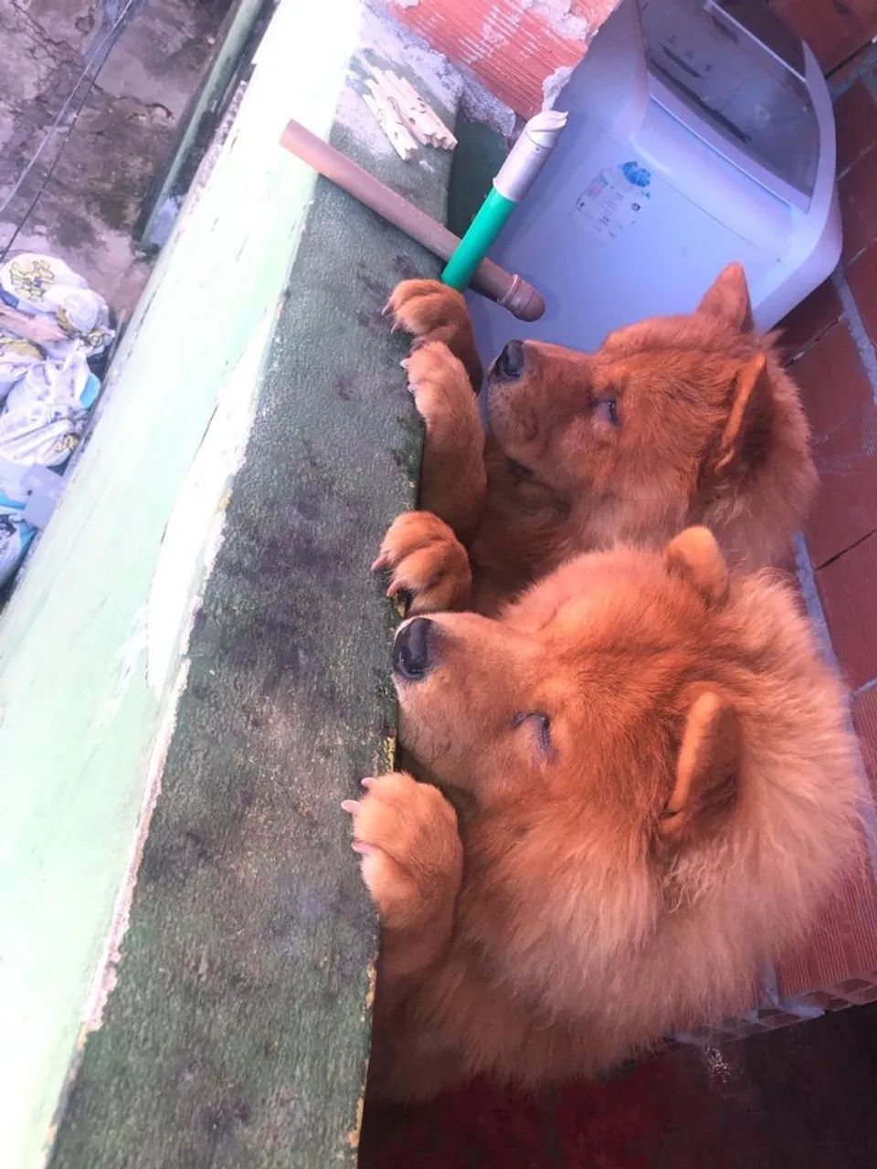Doa-se Chow chow  - Foto 2
