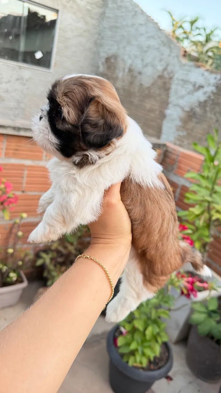 Cachorro  - Foto 3