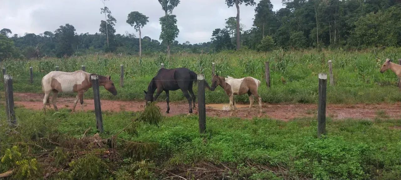 KBC-" VENDO FAZENDA 128 ALQUEIRES  RIO DENTRO  PECUÁRIA  REGIÃO MARABÁ / TRANSAMAZÔNICA - Foto 11