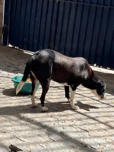 Cadelas Castradas para Adoção - Foto 5