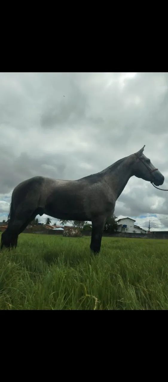 Cavalo  - Foto 2