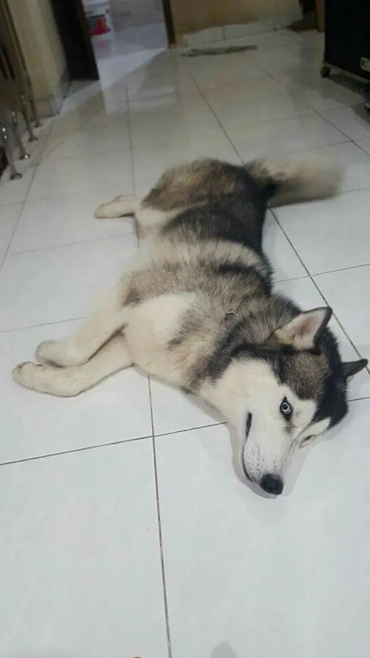 doa-se husk siberiano  - Foto 2