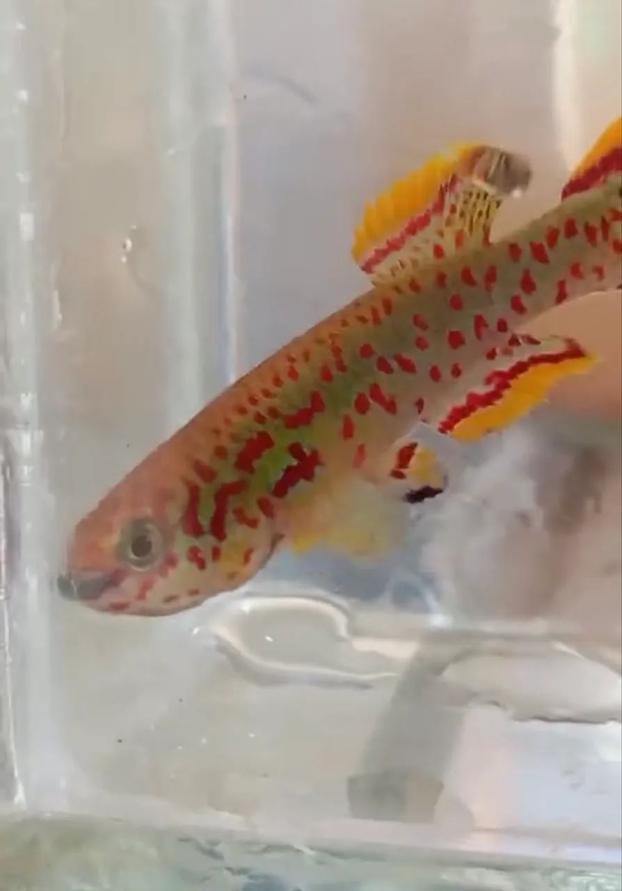 killifish Jos Plateaus - Foto 4