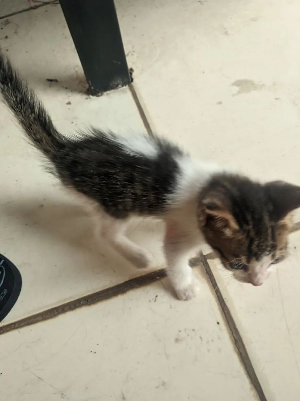 Adoção de gatos - Foto 4