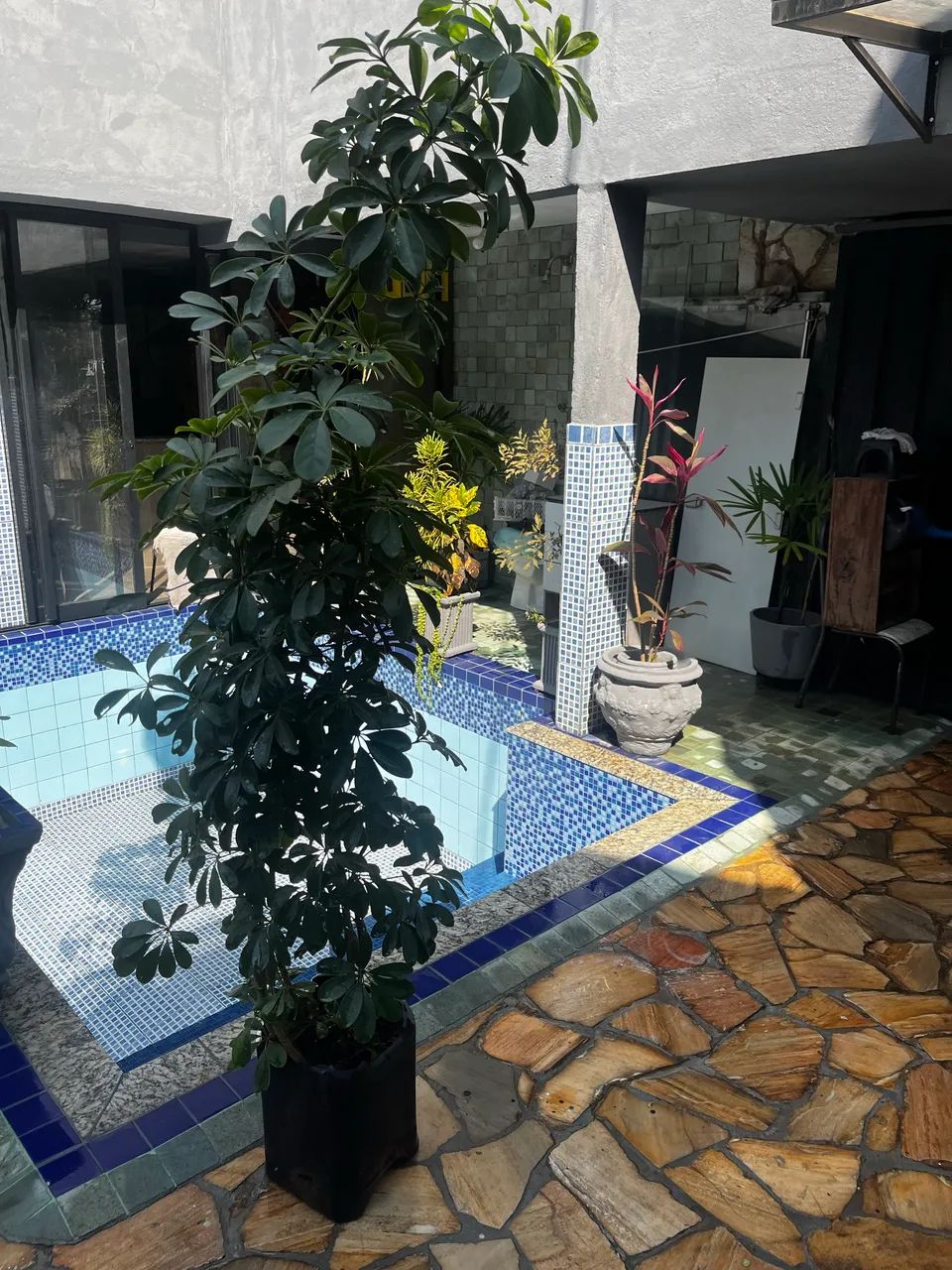 Planta Ráfia e shefrera  - Foto 3