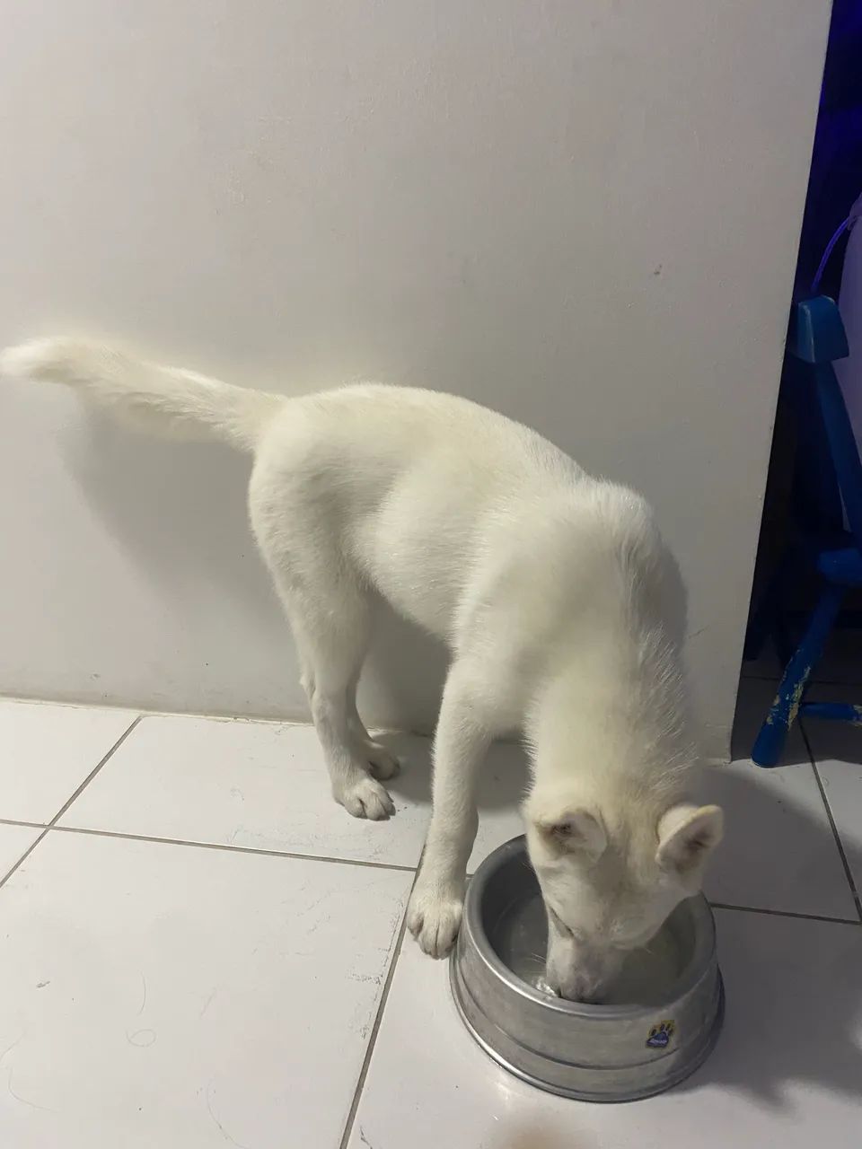 Husky 4 meses - Foto 3