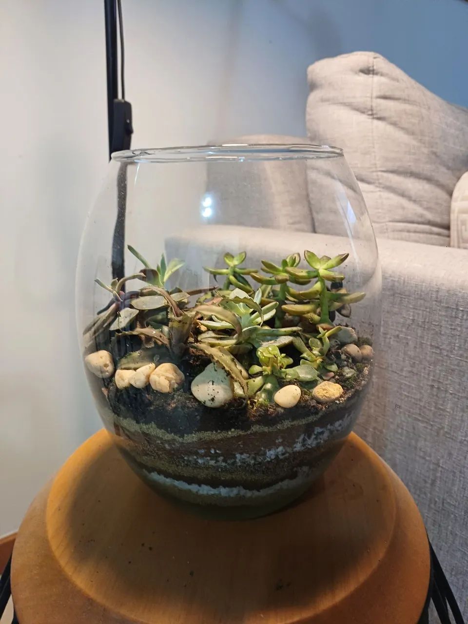 Terrários  - Foto 3