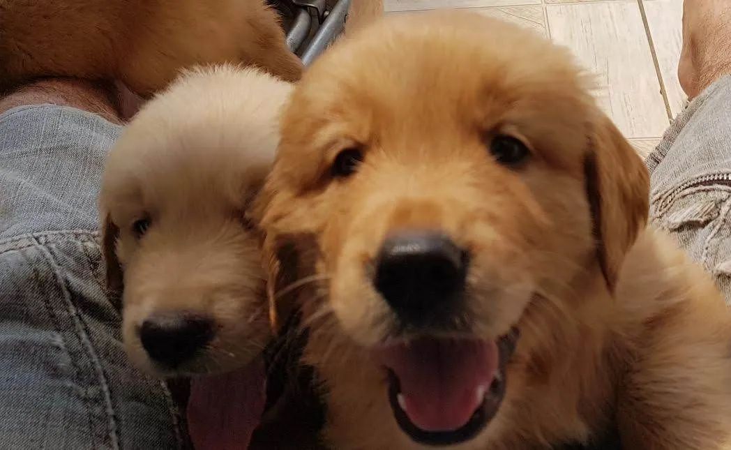 Golden Retriver macho  - Foto 3