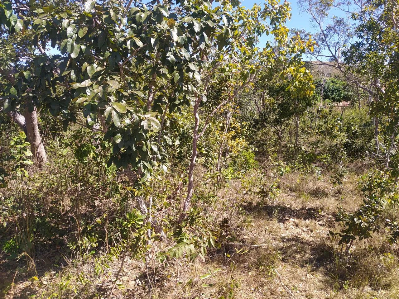 Lote no Lago serra da mesa - Foto 2