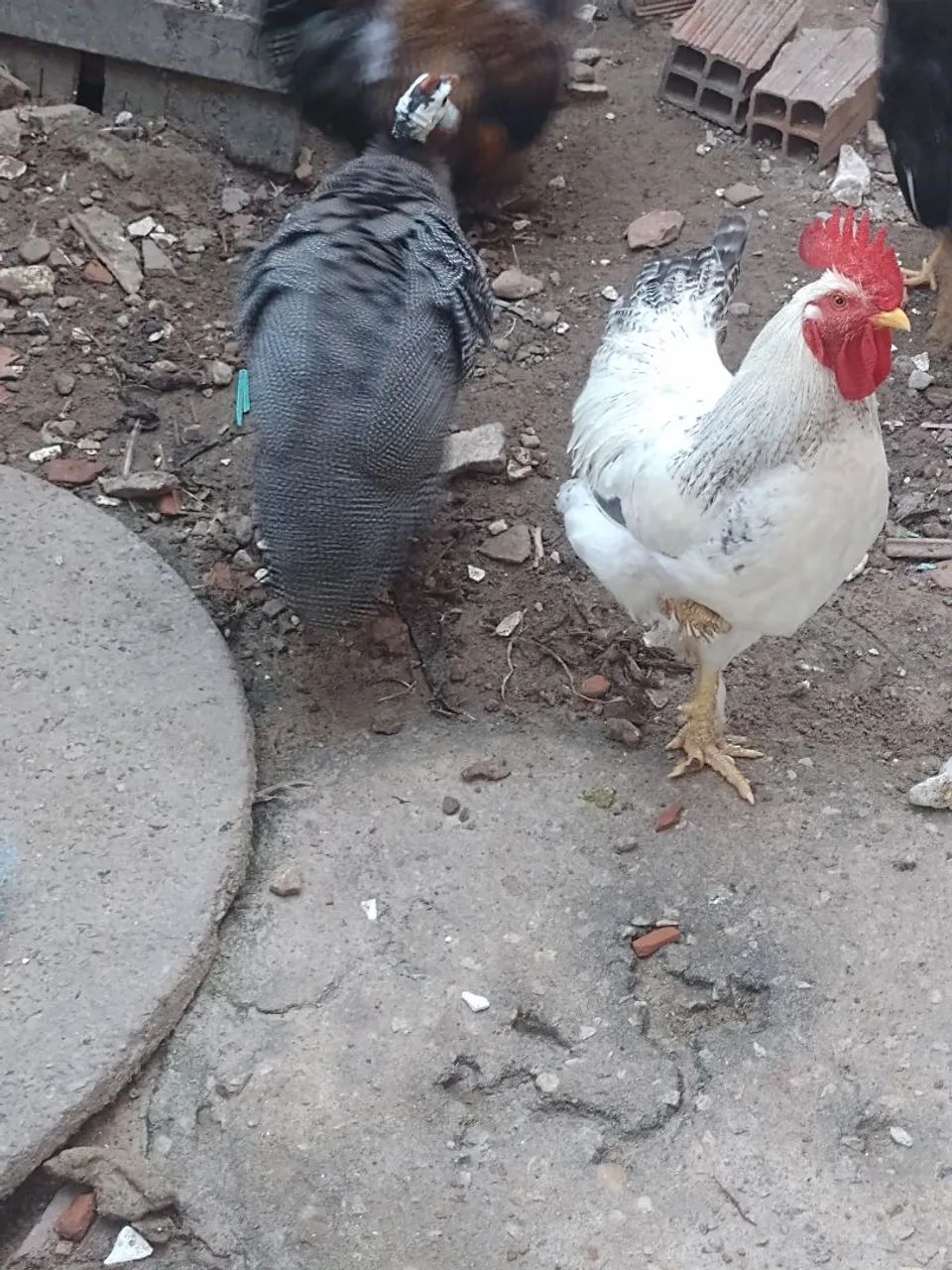 Capote/ galinha da Angola (Macho) - Foto 2