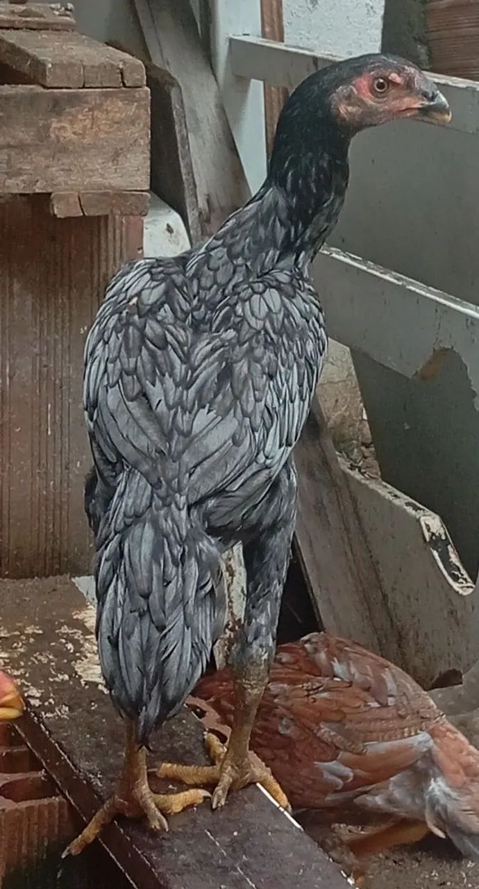 Franga índia crista bola 