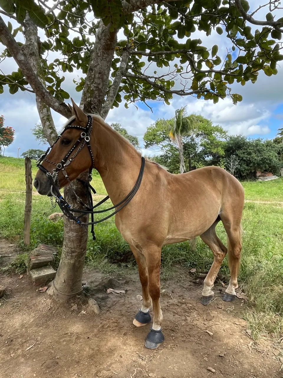 Cavalo Bacheiro - Foto 3