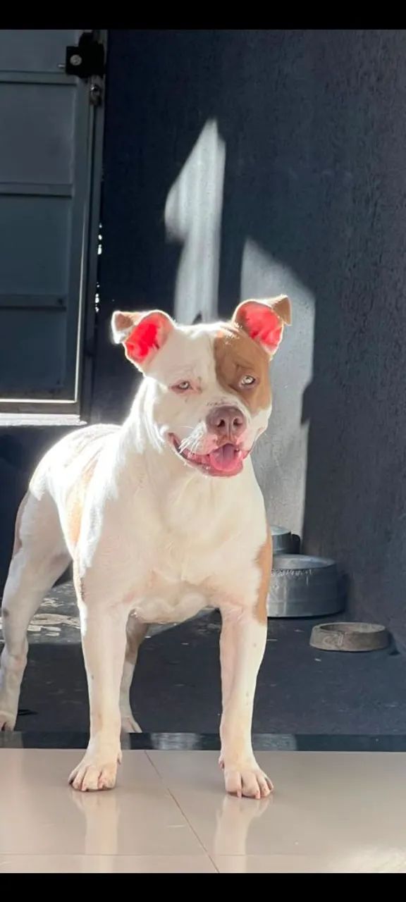 Filhotes de Pitbull 