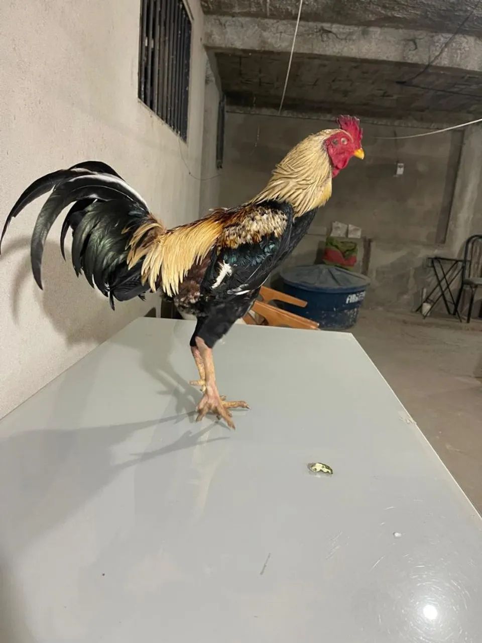 Galo