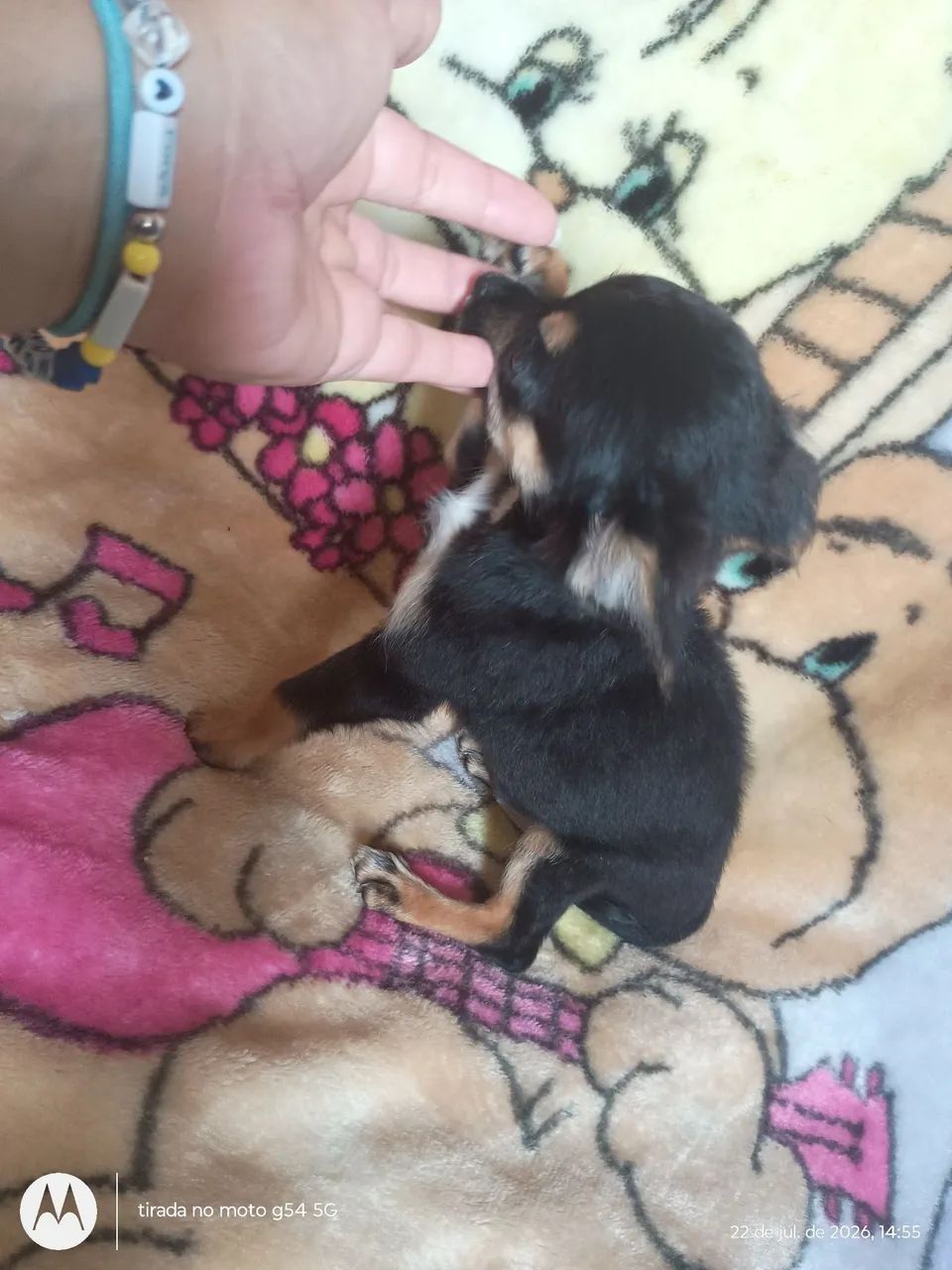 Chihuahuas  - Foto 4