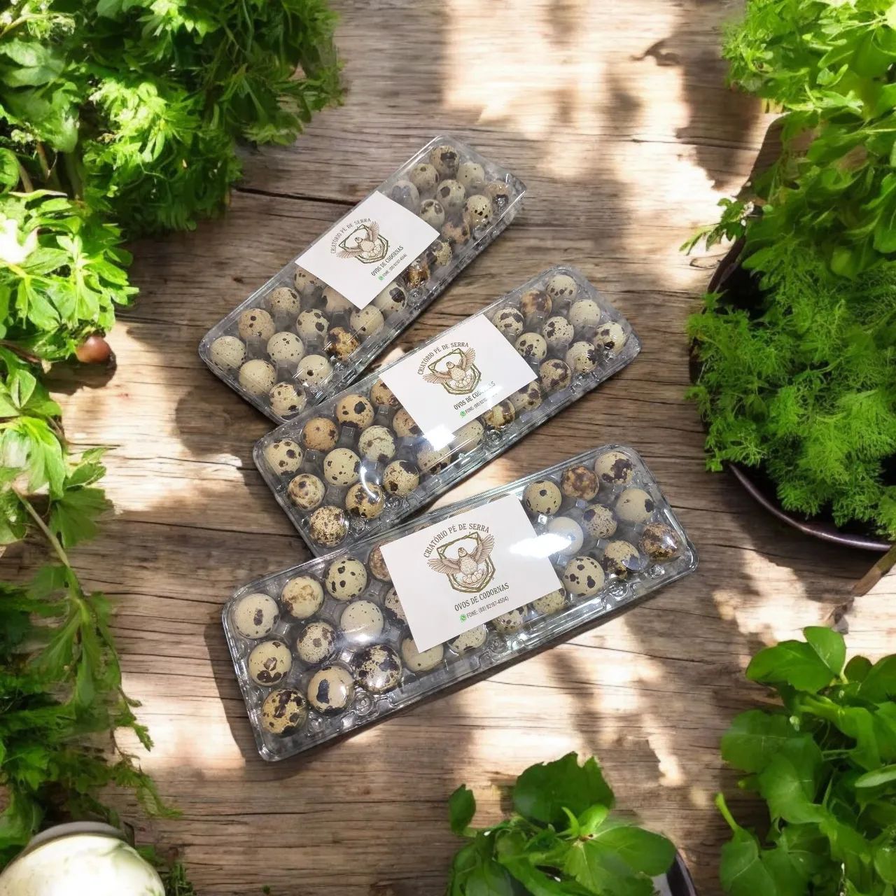 Ovos de codornas frescos direto do produtor  - Foto 2