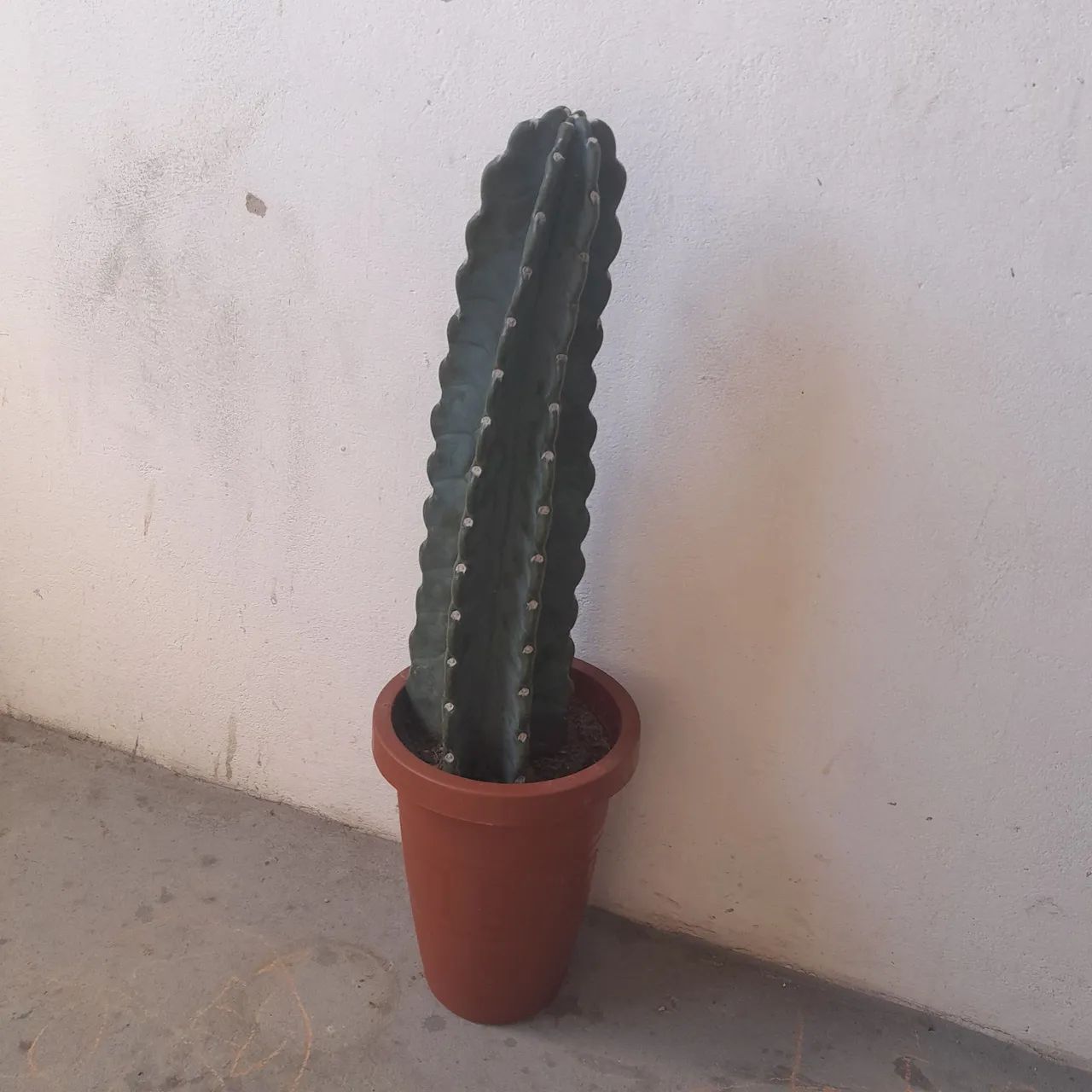 Cacto 