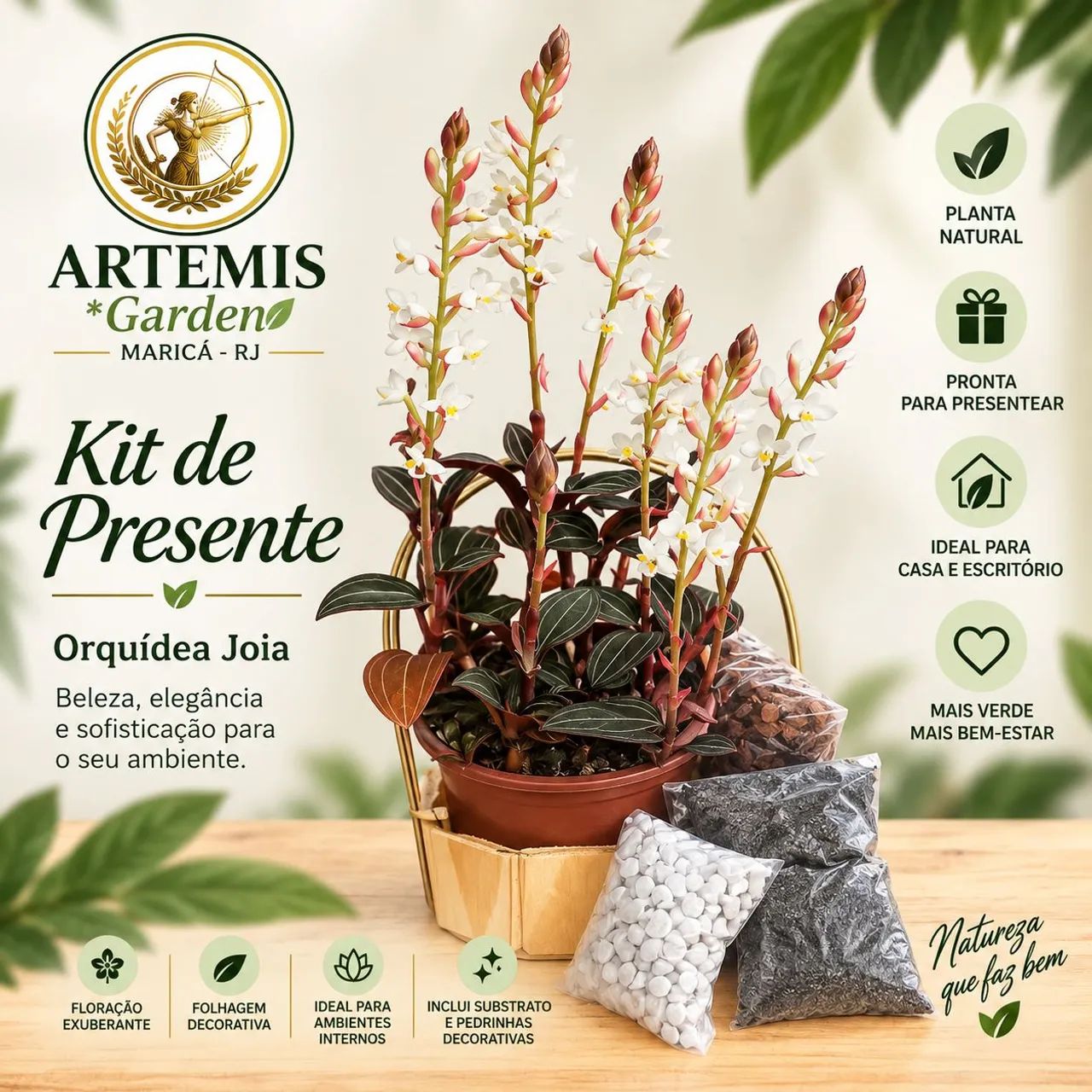 Kit de plantas para presentear  - Foto 5