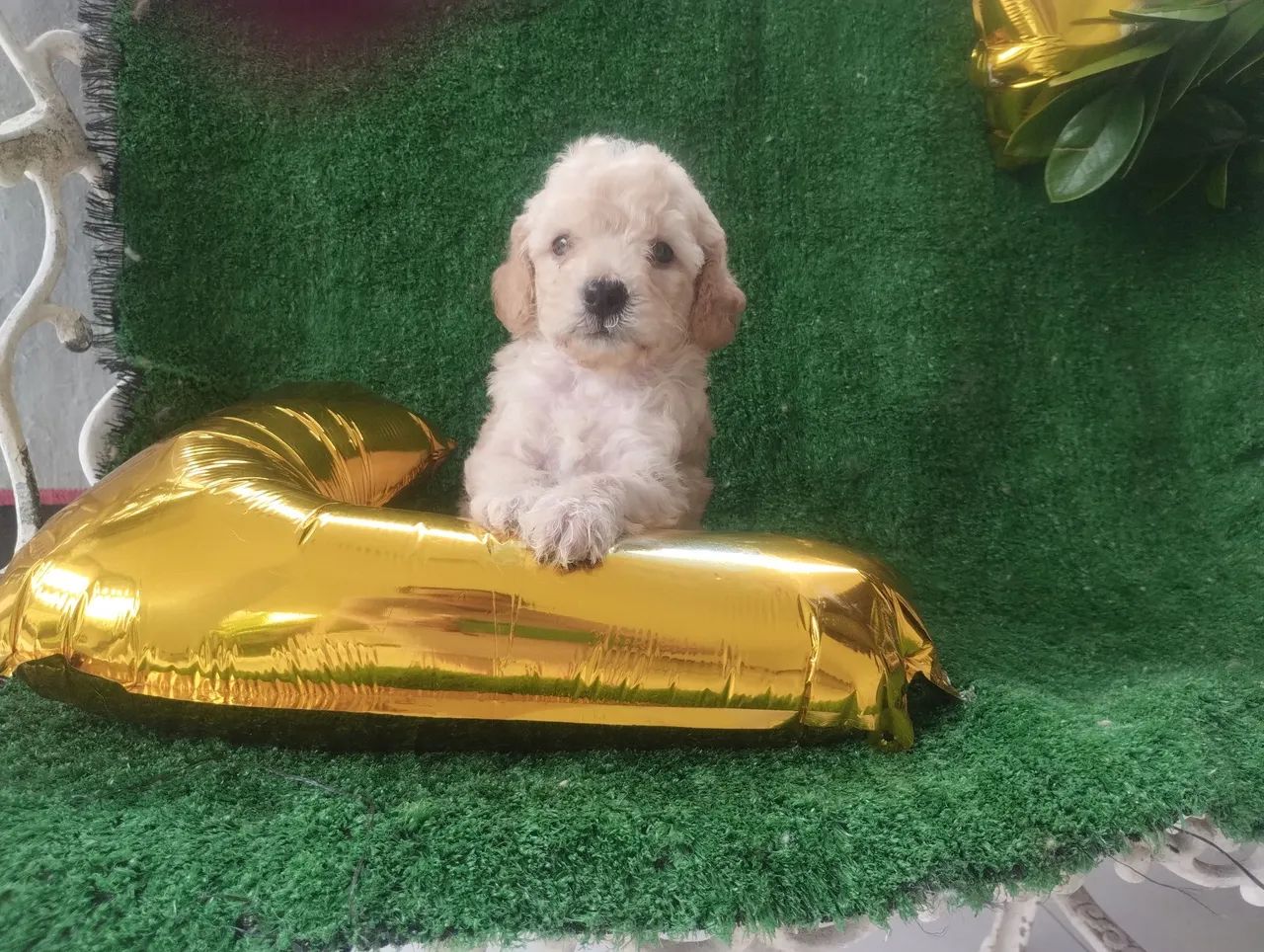 Filhote de Poodle toy