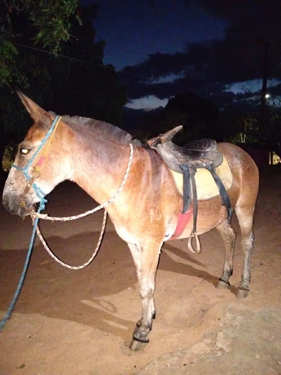 VEDE-SE MULA BOA DE SELA - Foto 3