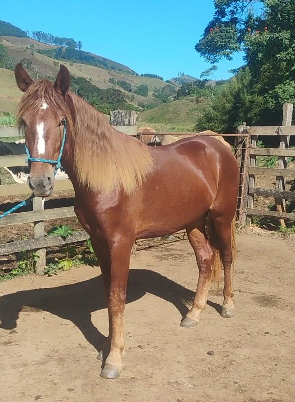 Potro Mangalarga Marchador filho do Fajardo do Timbó  - Foto 2