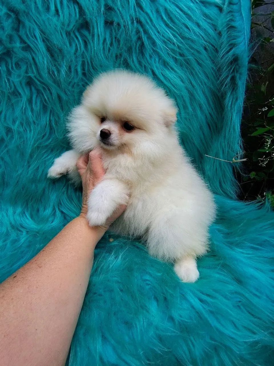Macho Spitz alemão  - Foto 3