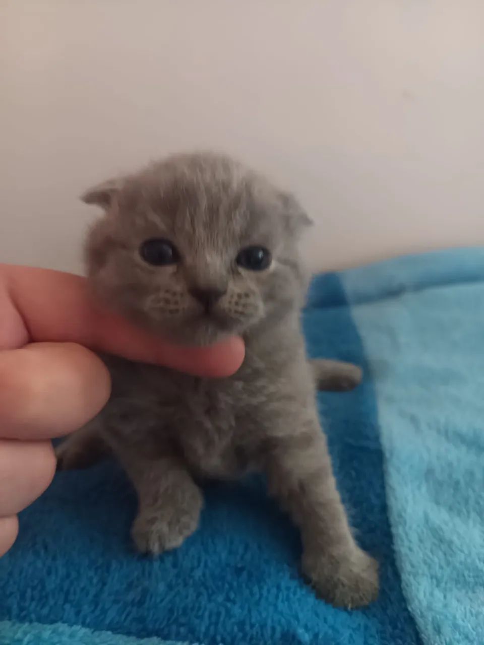 Scottish fold o gato da orelha dobrada 