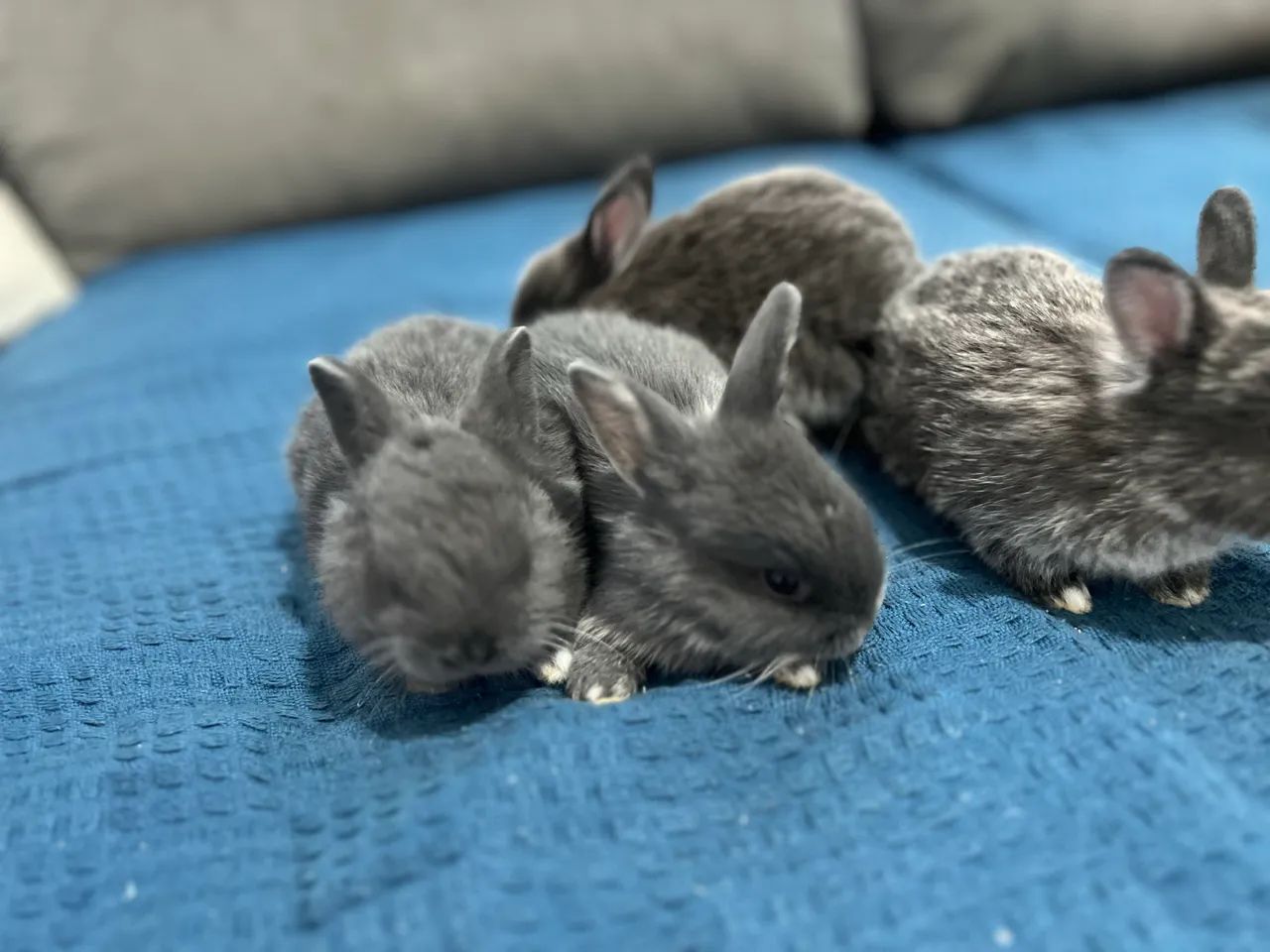 Mine Coelhos