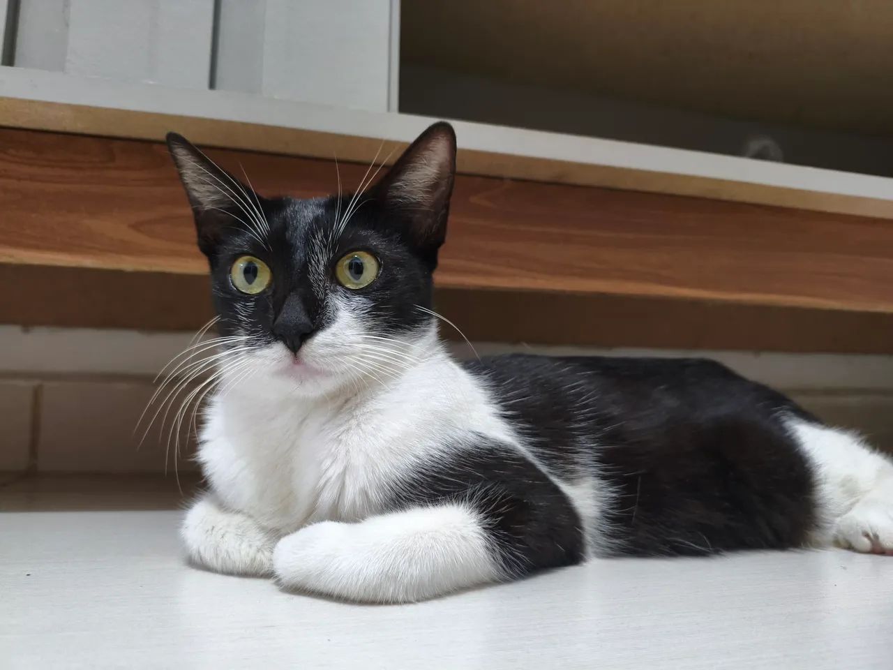 Gata - castrada e vermifugada  - Foto 3