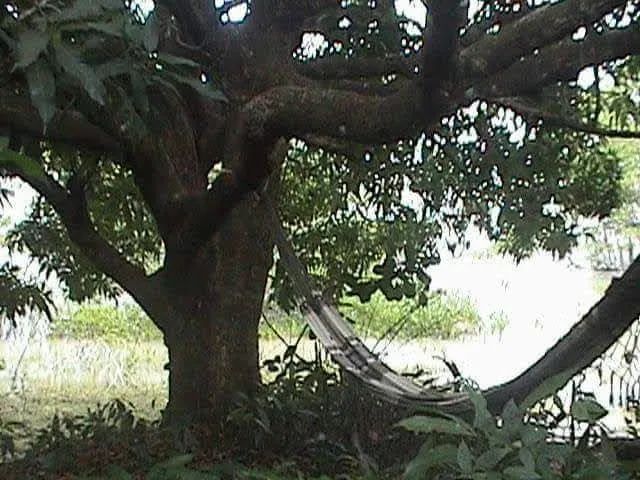 Ilha do caratateua - Foto 5