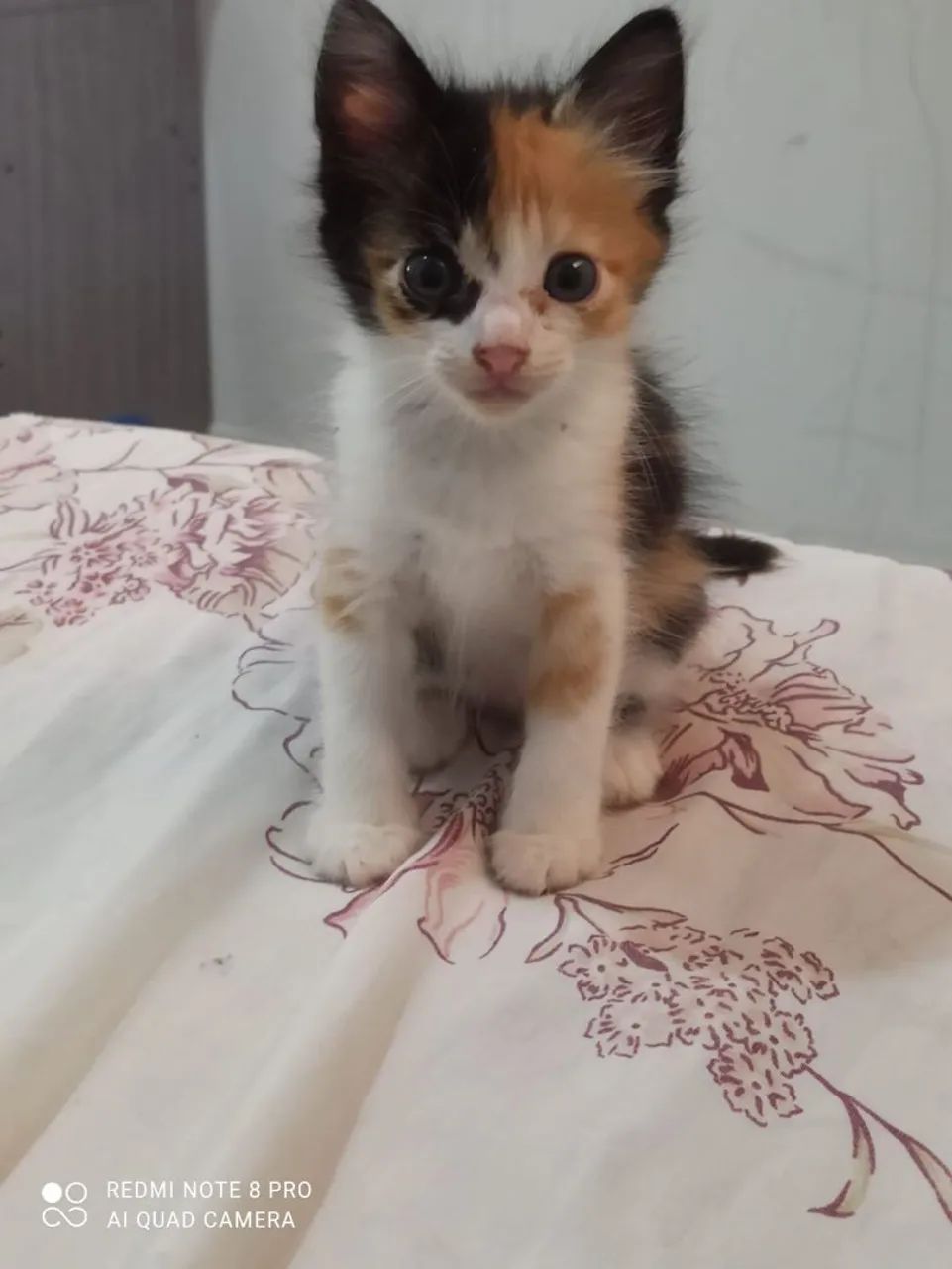 Gatinhas pra adoção  - Foto 2