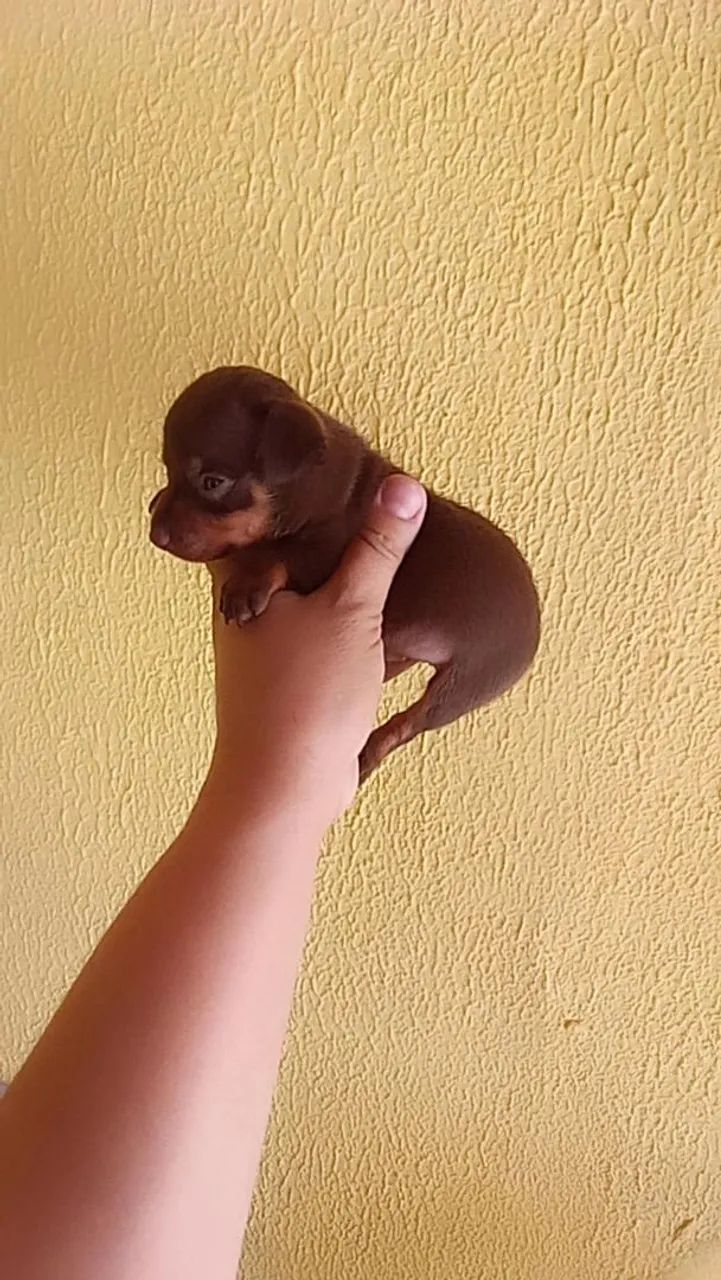 Pinscher zerinho chocolate ( Macho) - Foto 3
