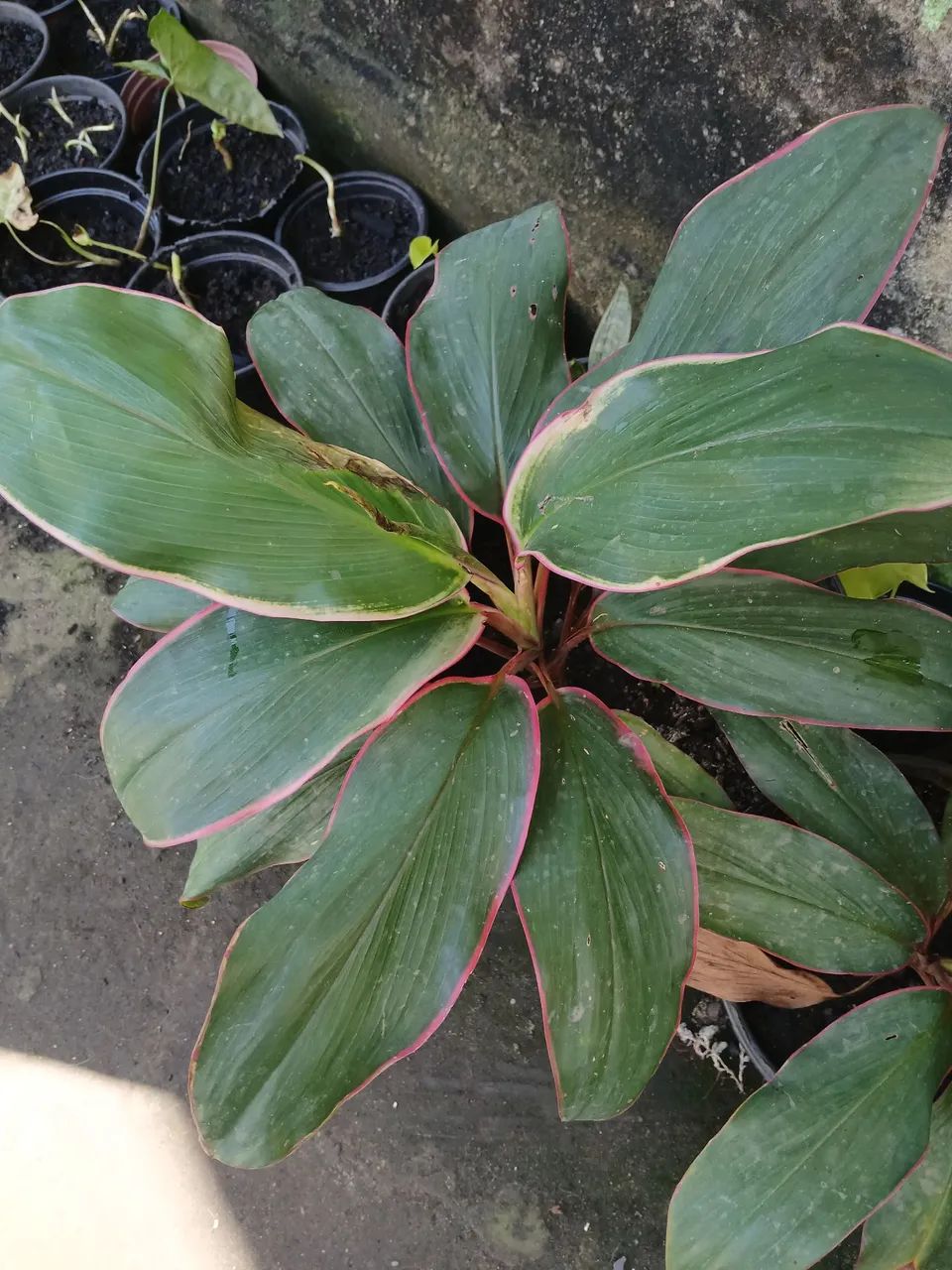Plantas e folhagens  - Foto 4