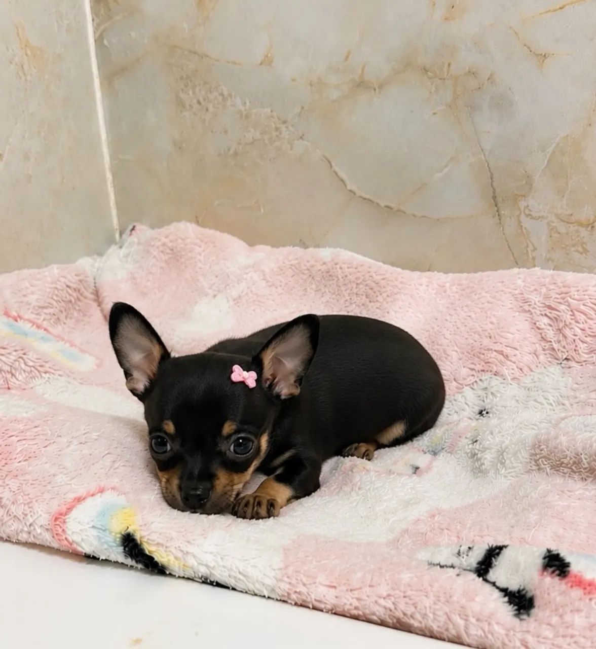 Pinscher 0 - Foto 2