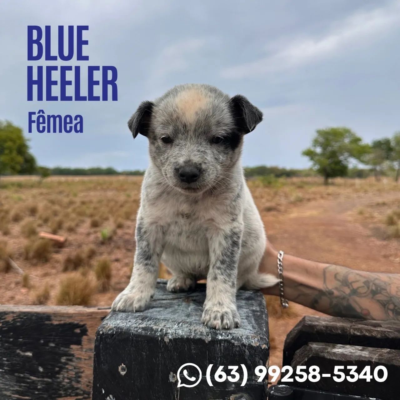 Vendo Blue Heeler - Foto 5