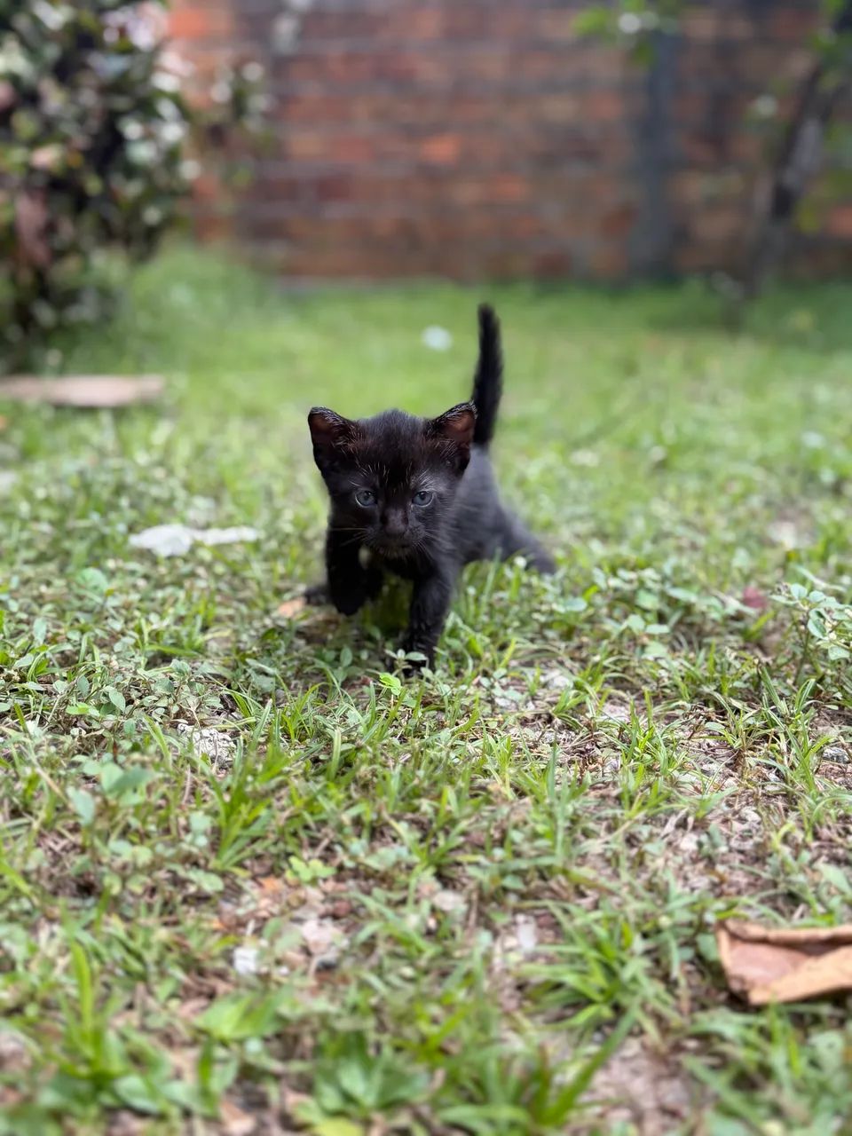Doação de Gatinhas - Foto 2