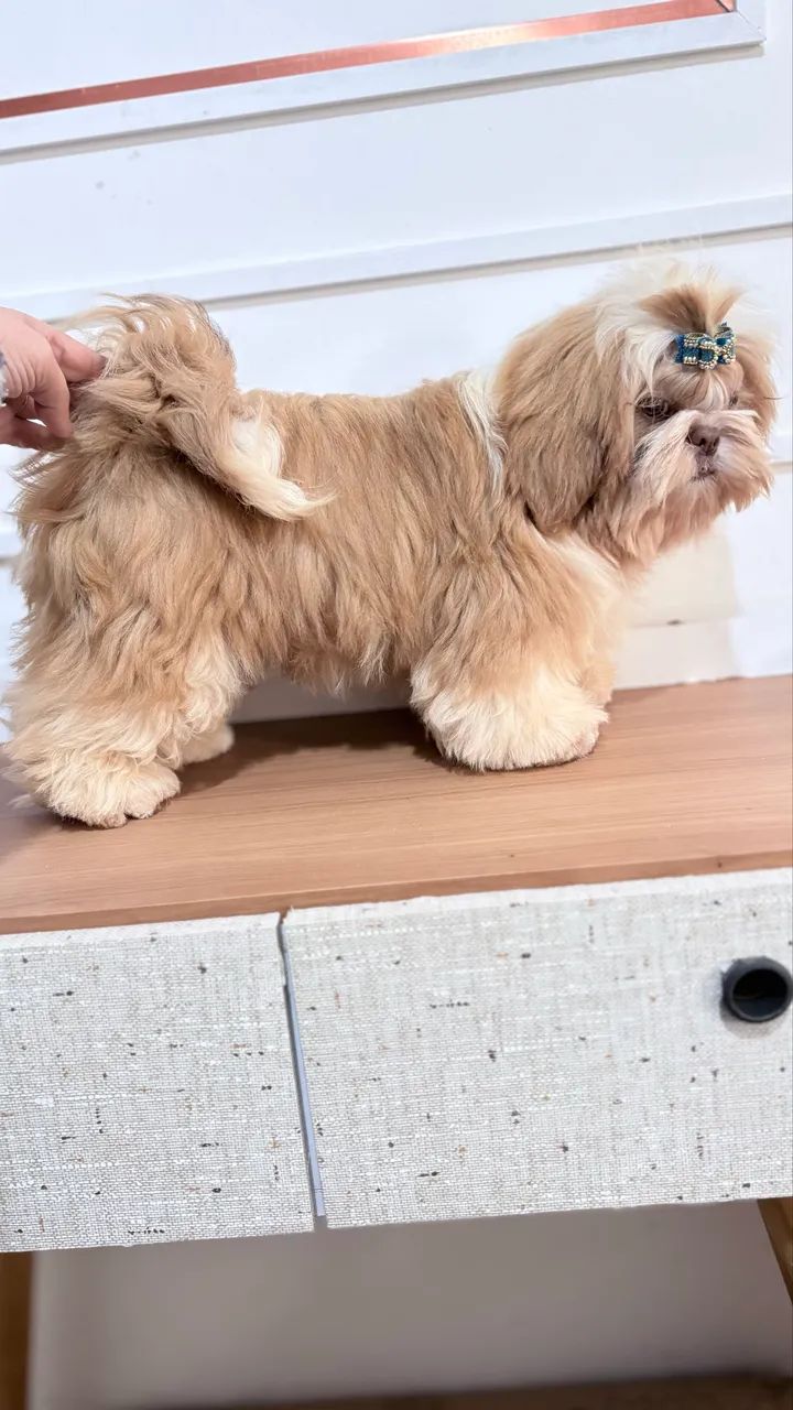Shihtzu macho 4 meses - Foto 5