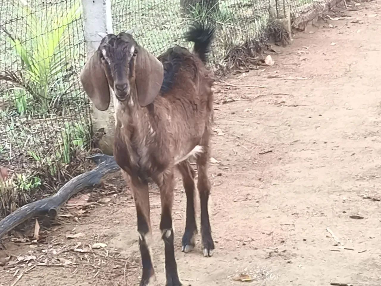 CASAL DE BODES NOVOS  - Foto 2